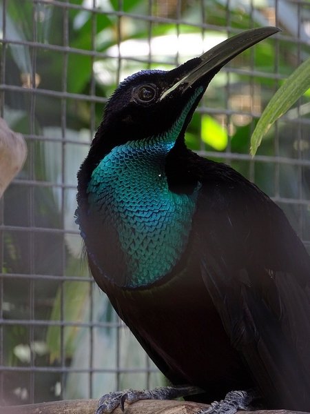 Magnificient riflebird