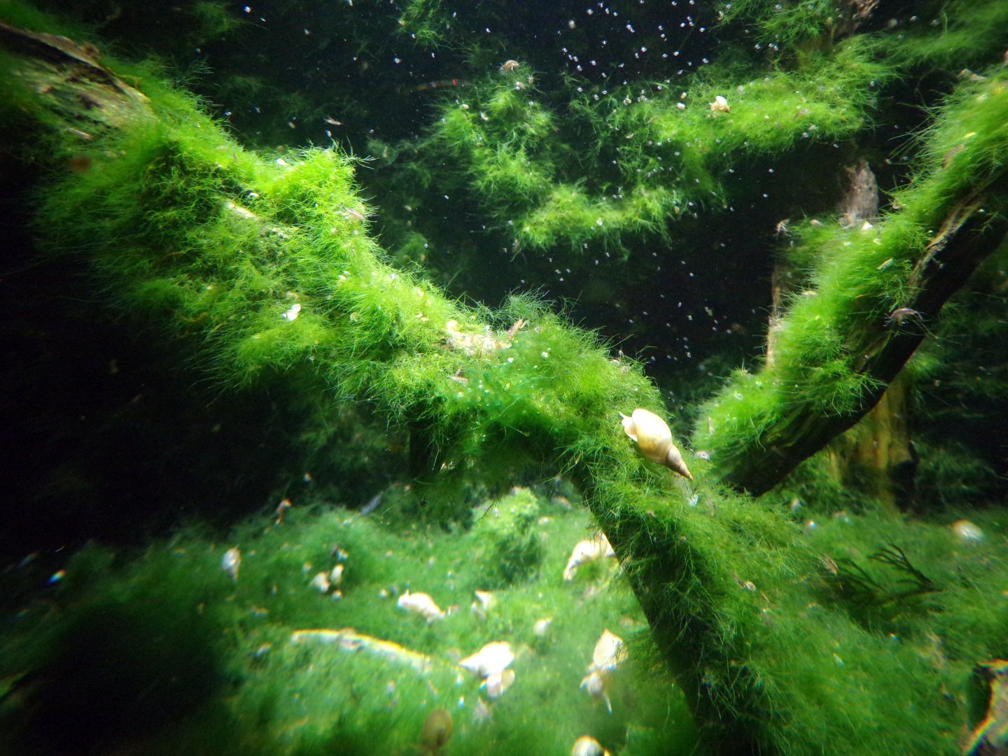 Magnifier glass viewing area for snail tank 9.7.25