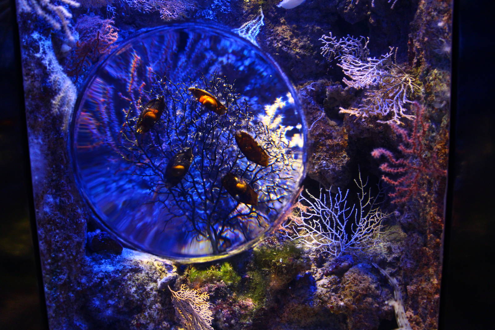 Magnifyng glass tank