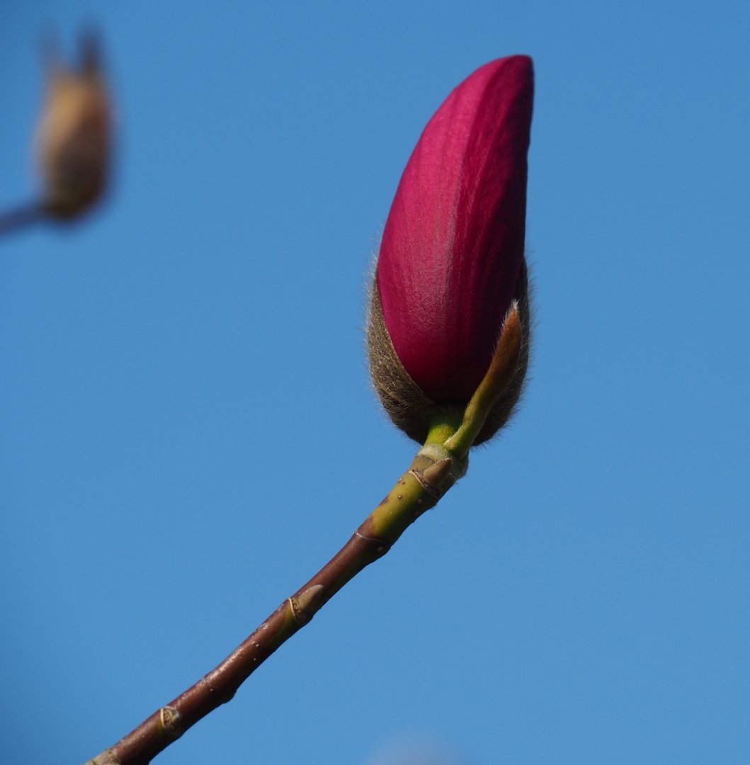 Magnolia flower bud, 2019-03-30