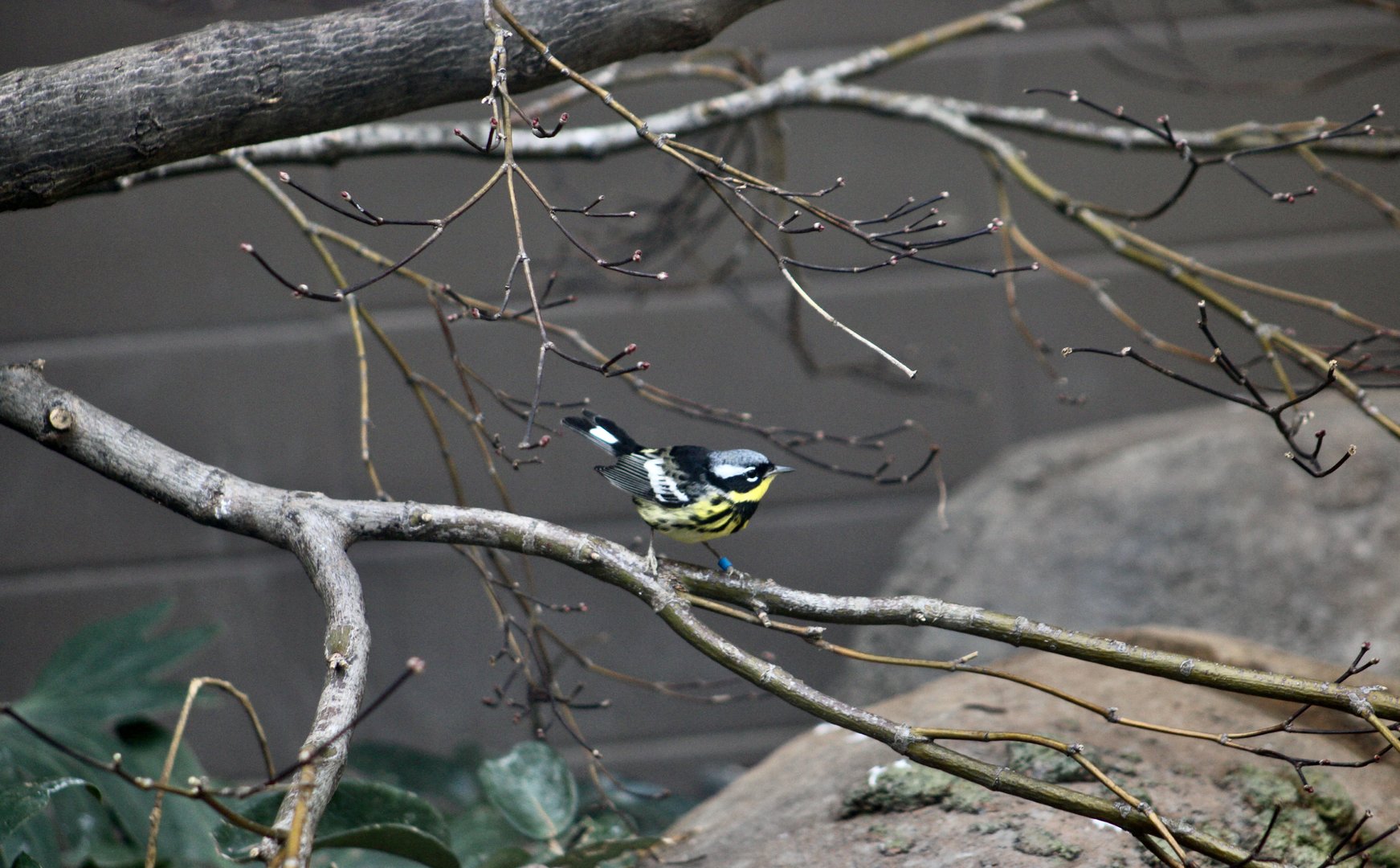 Magnolia Warbler (Setophaga magnolia)