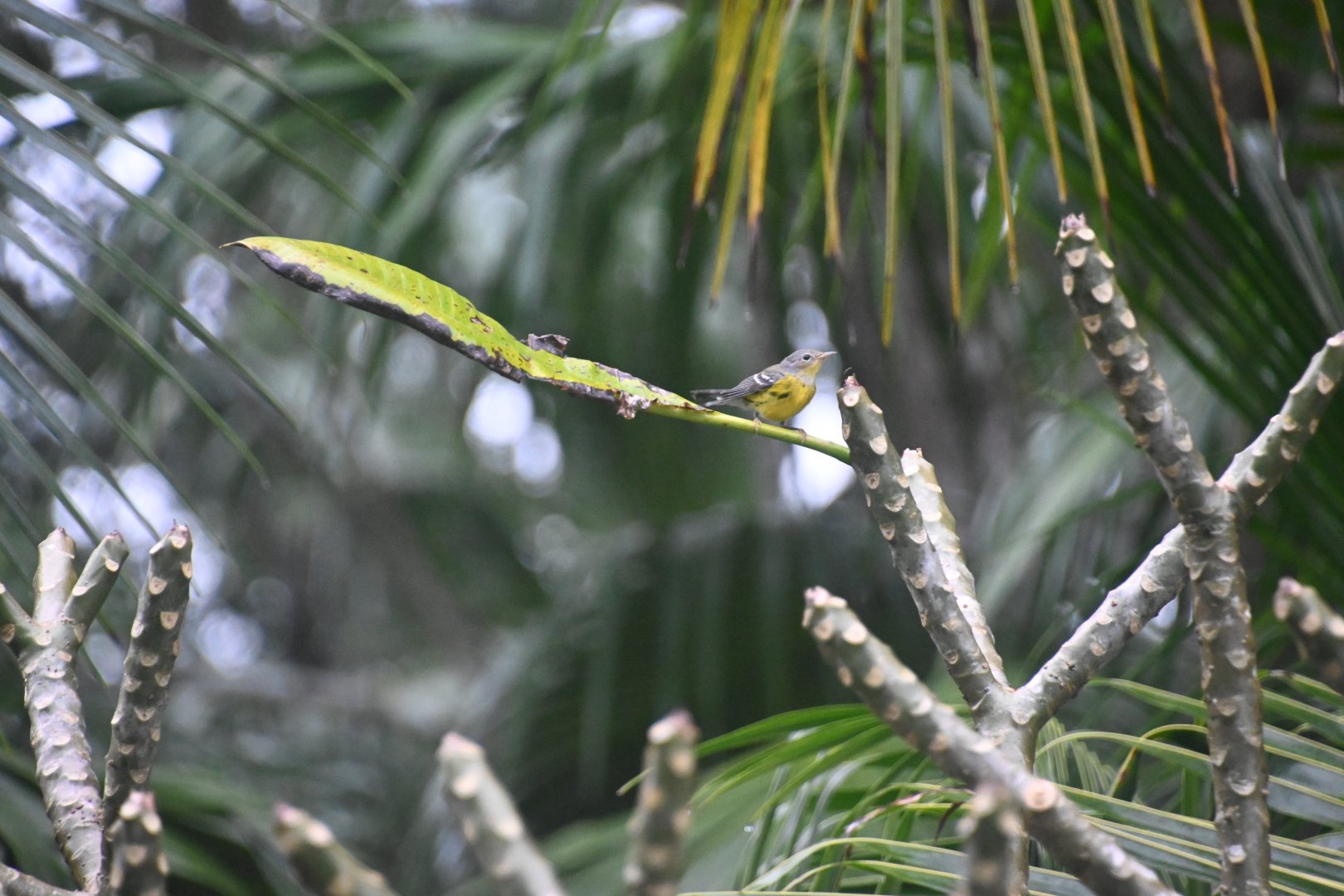 Magnolia warbler (Setophaga magnolia)