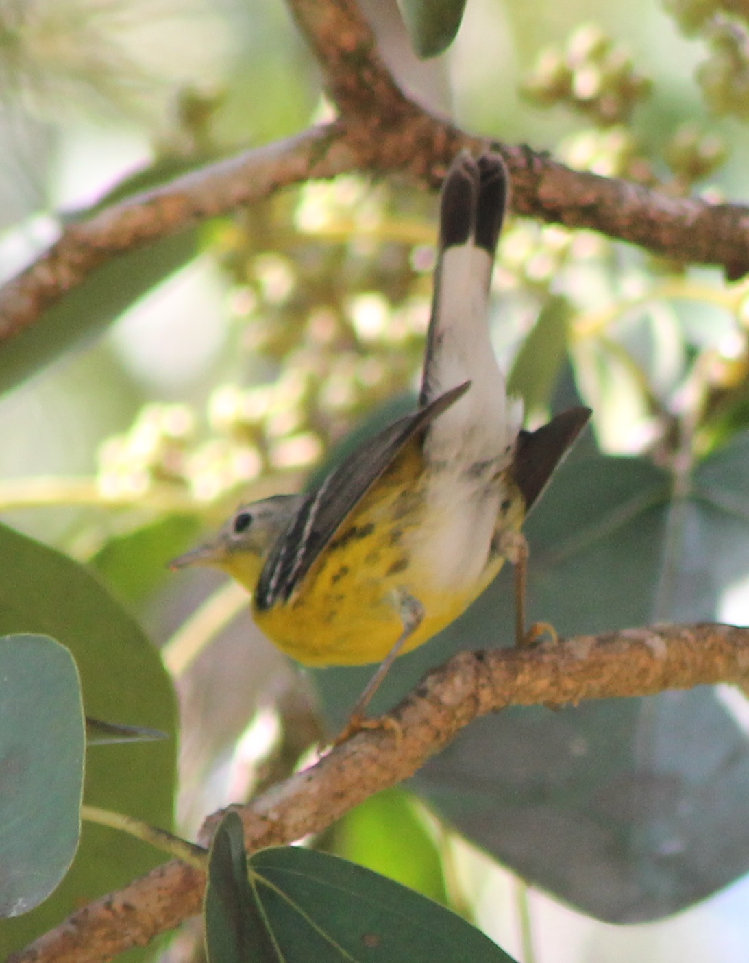 Magnolia warbler