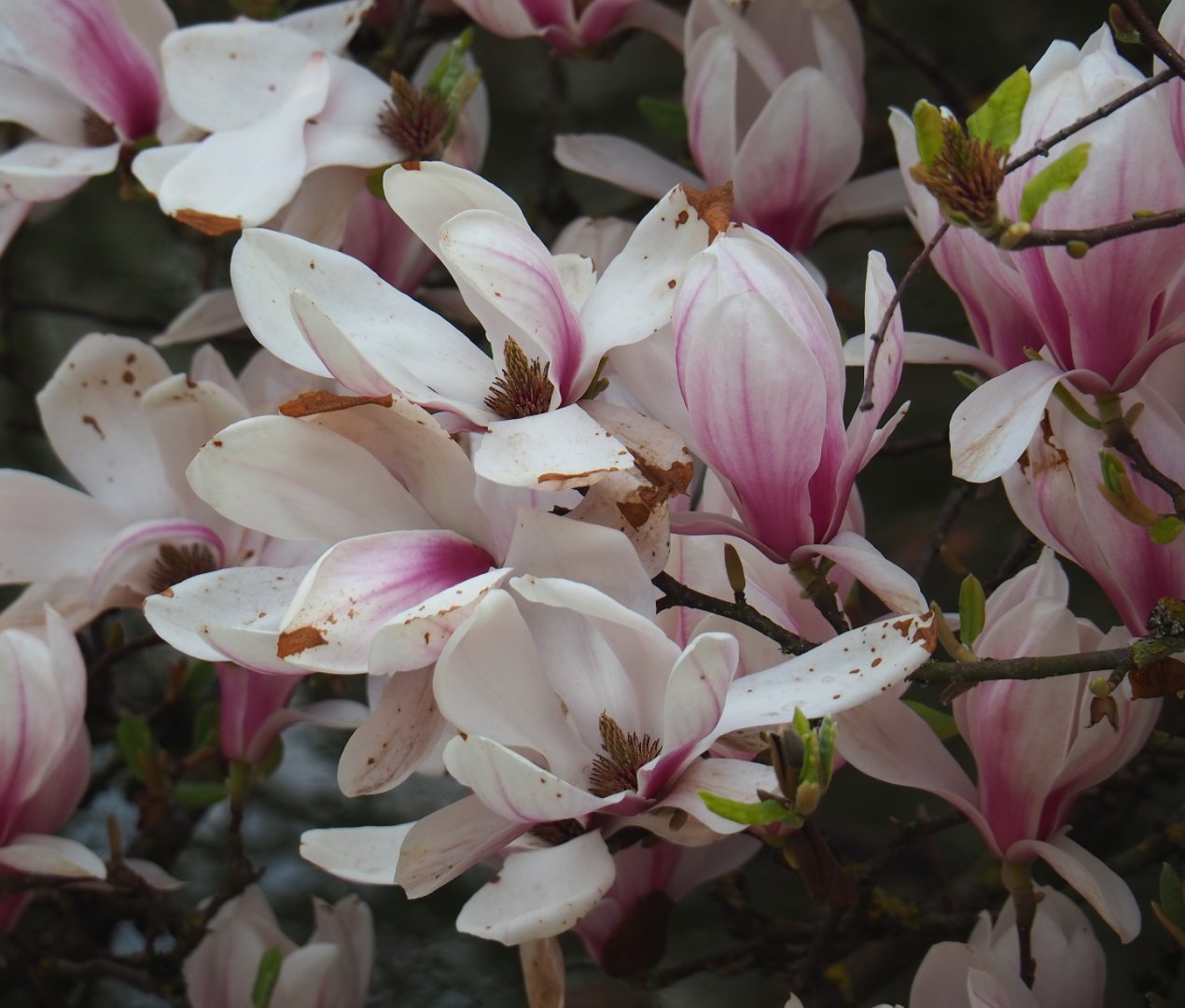 Magnolia x soulangeana flowers, 2021-04-21