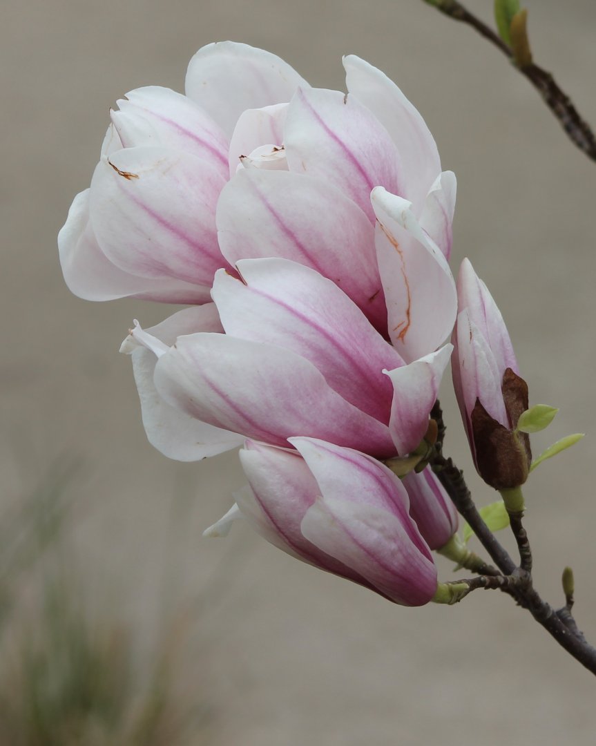 Magnolia x soulangeana