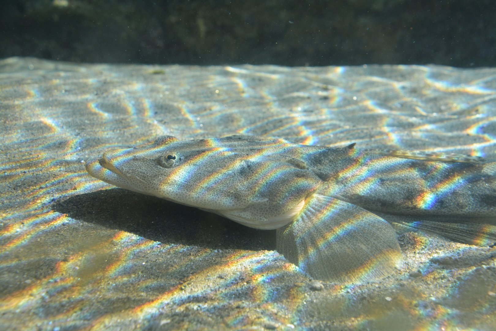Magochi flathead (Platycephalus sp. 2)