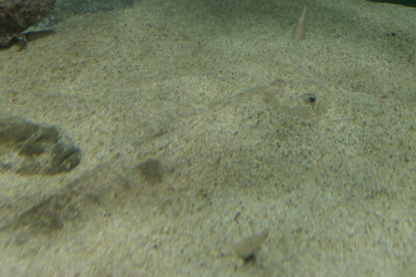 Magochi (Platycephalus sp. 2) - Uozu Aquarium