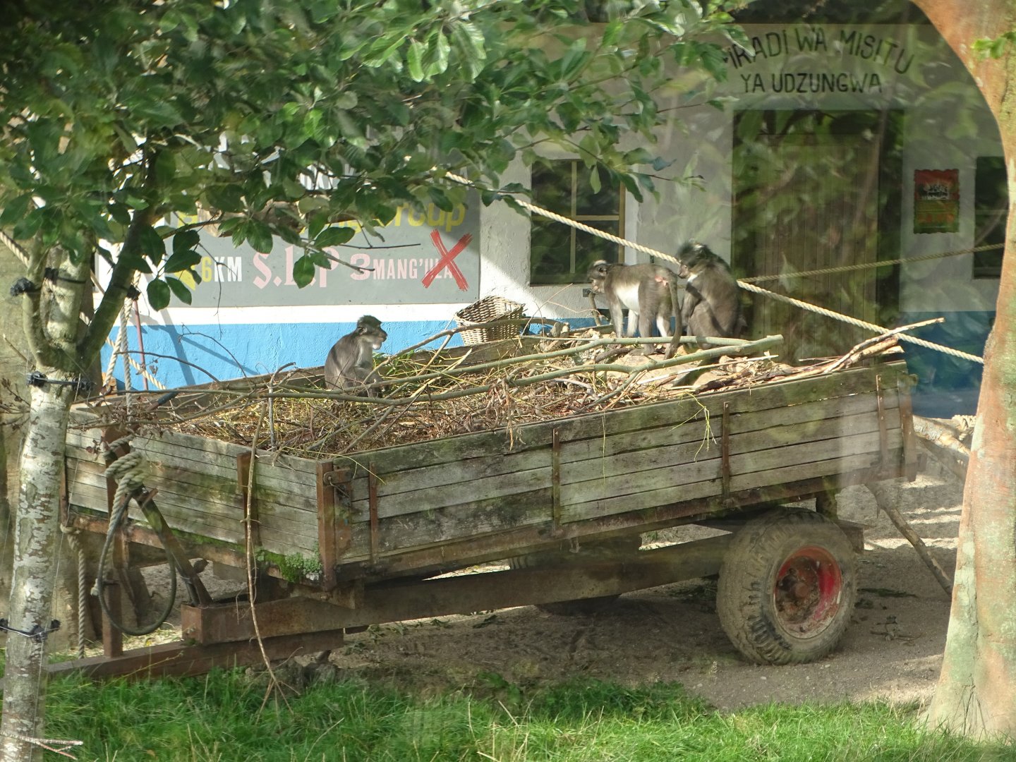 Magombera Monkey Forest, 2nd October 2025