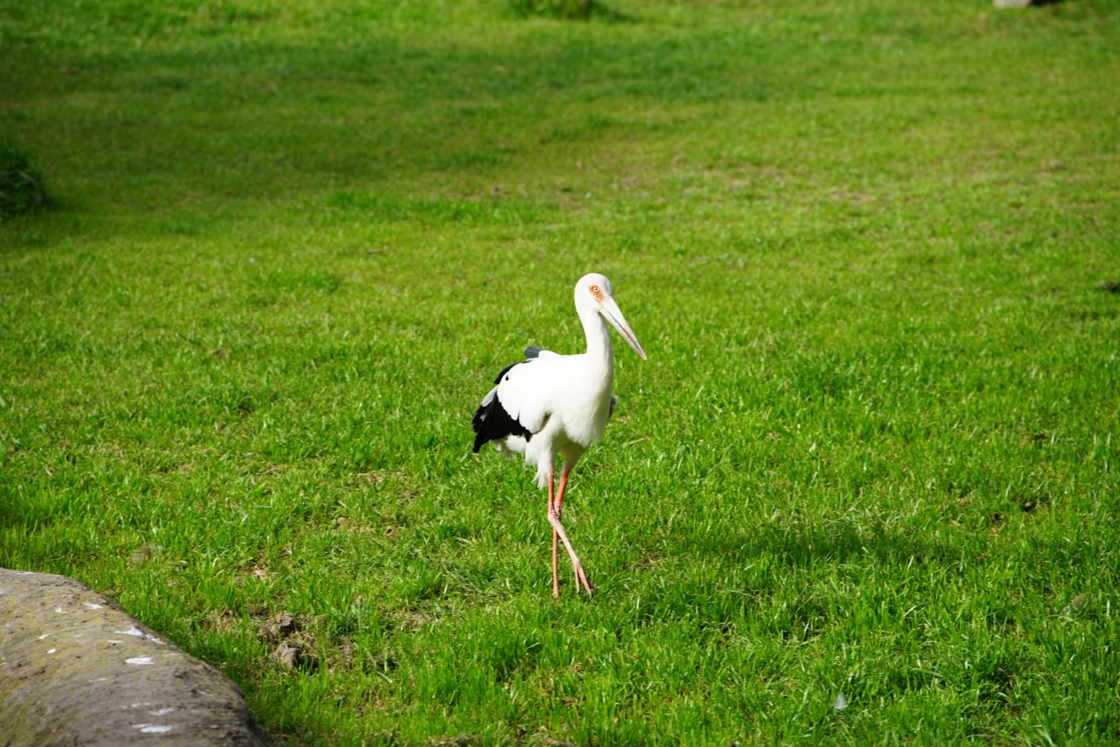 Magouri Stork