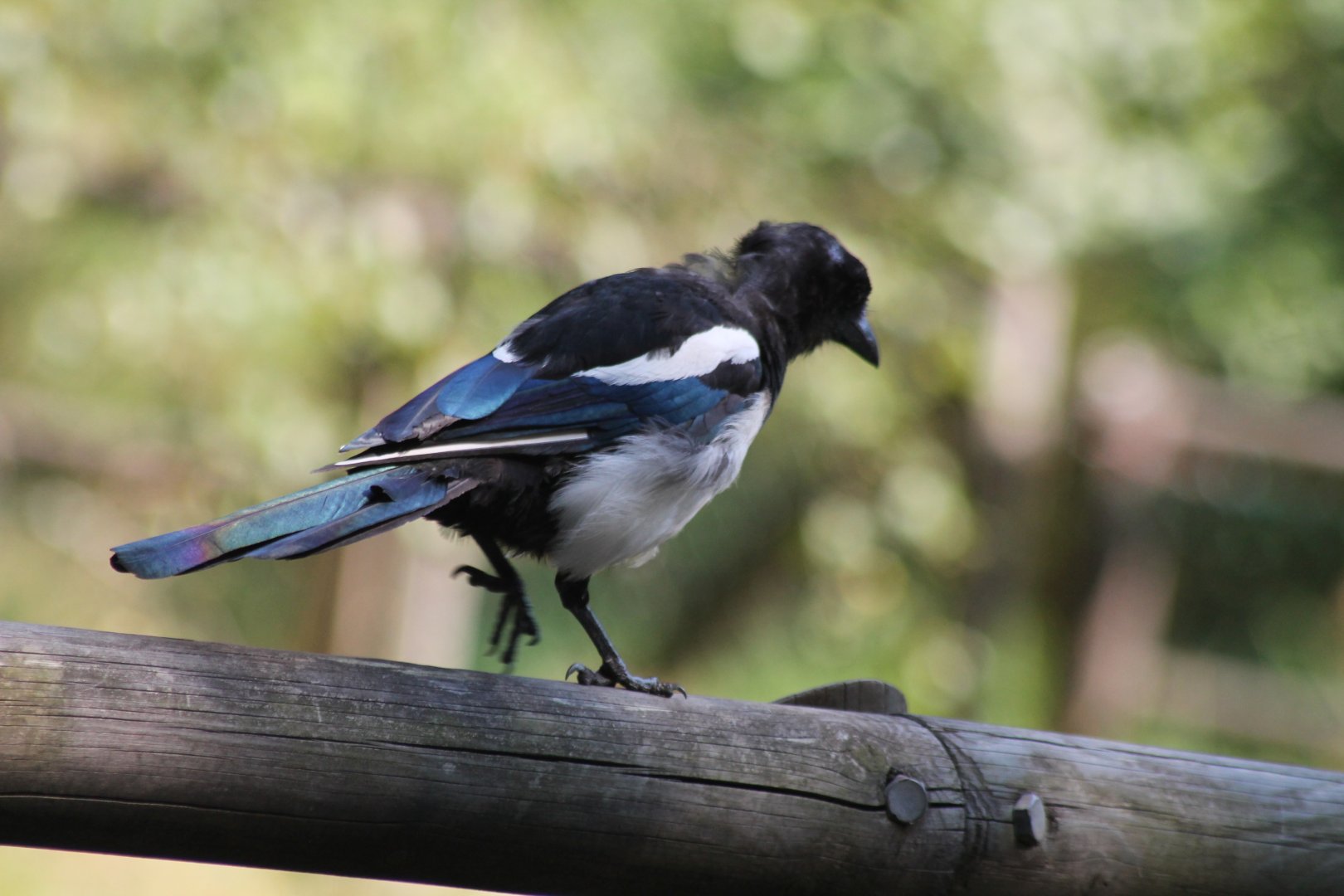Magpie at Borås