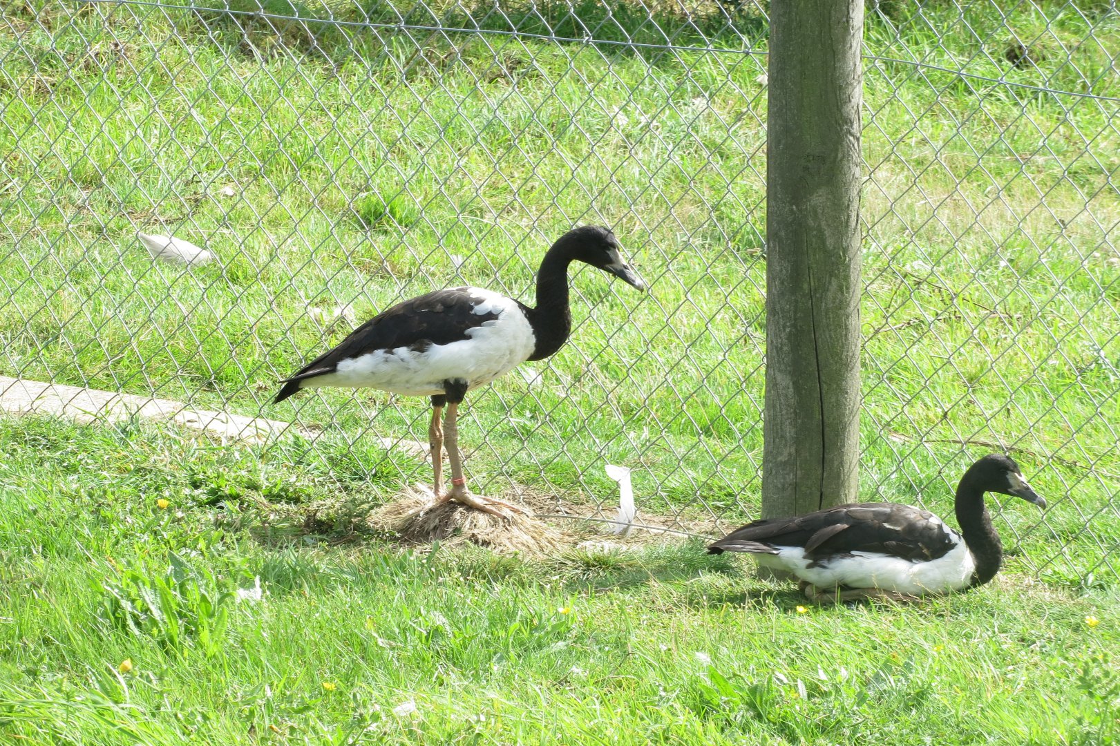 Magpie geese 100819