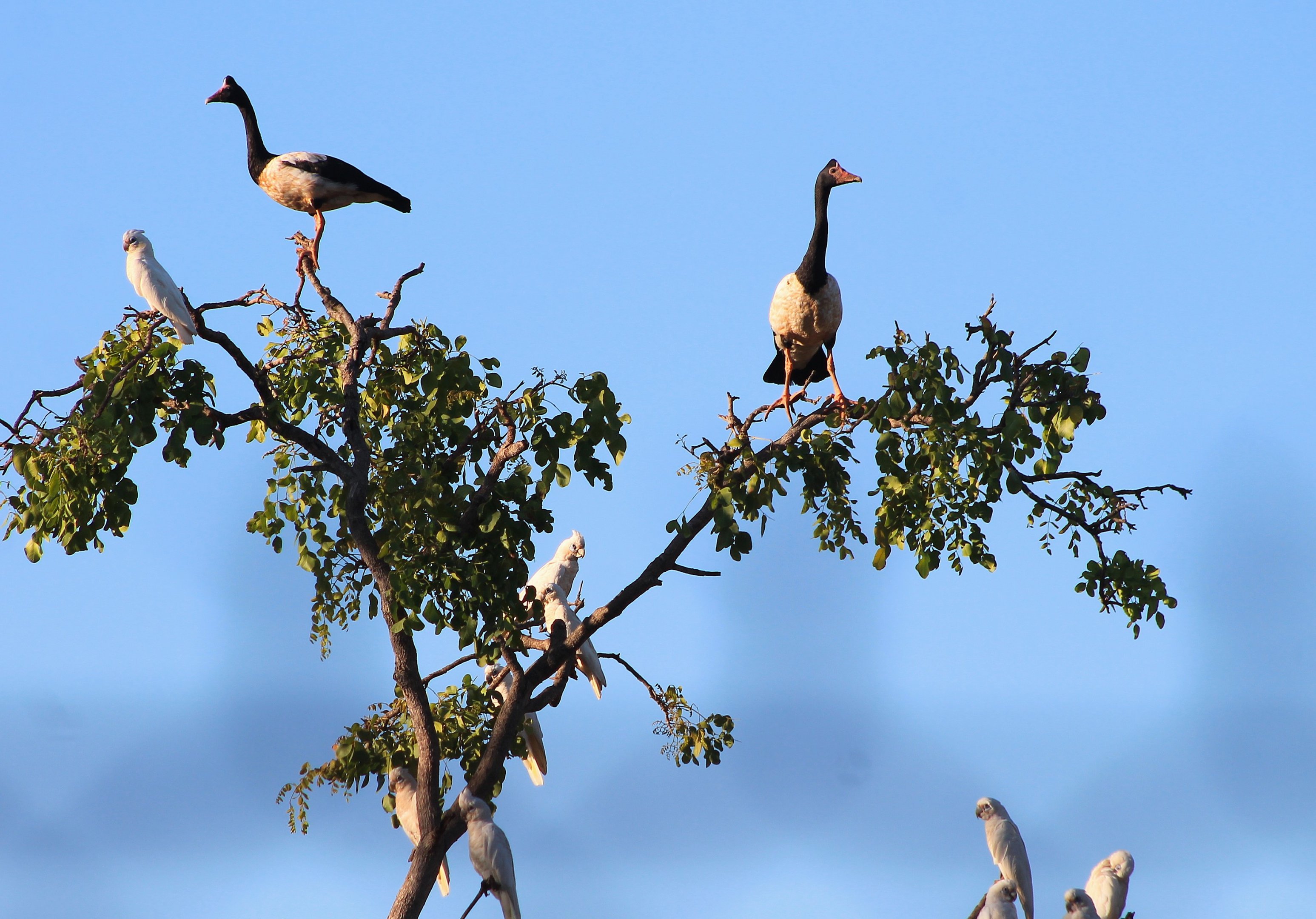 Magpie Geese and Little Corellas