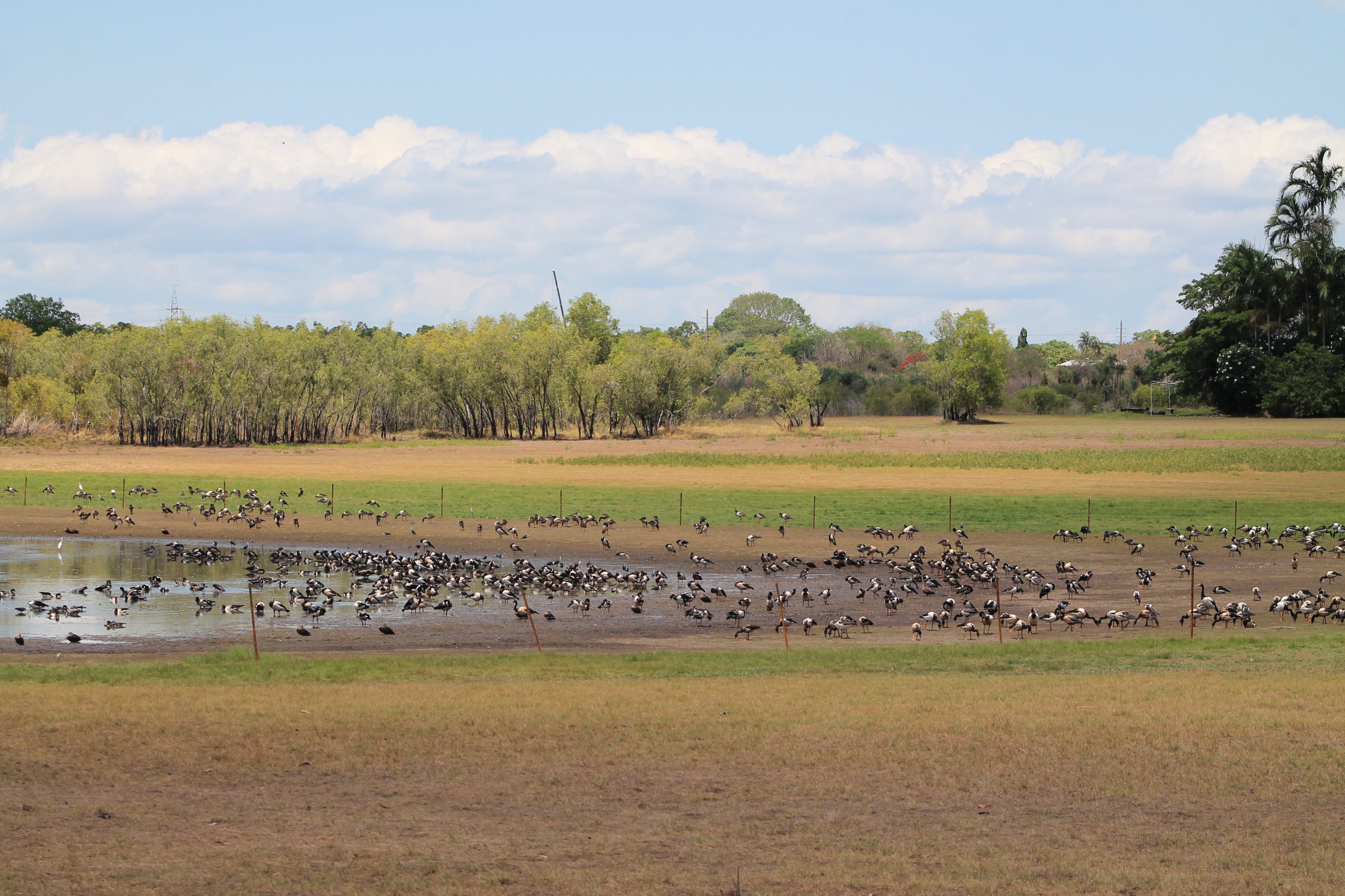 Magpie Geese (Anseranas semipalmata) at Knuckey Lagoon, Darwin