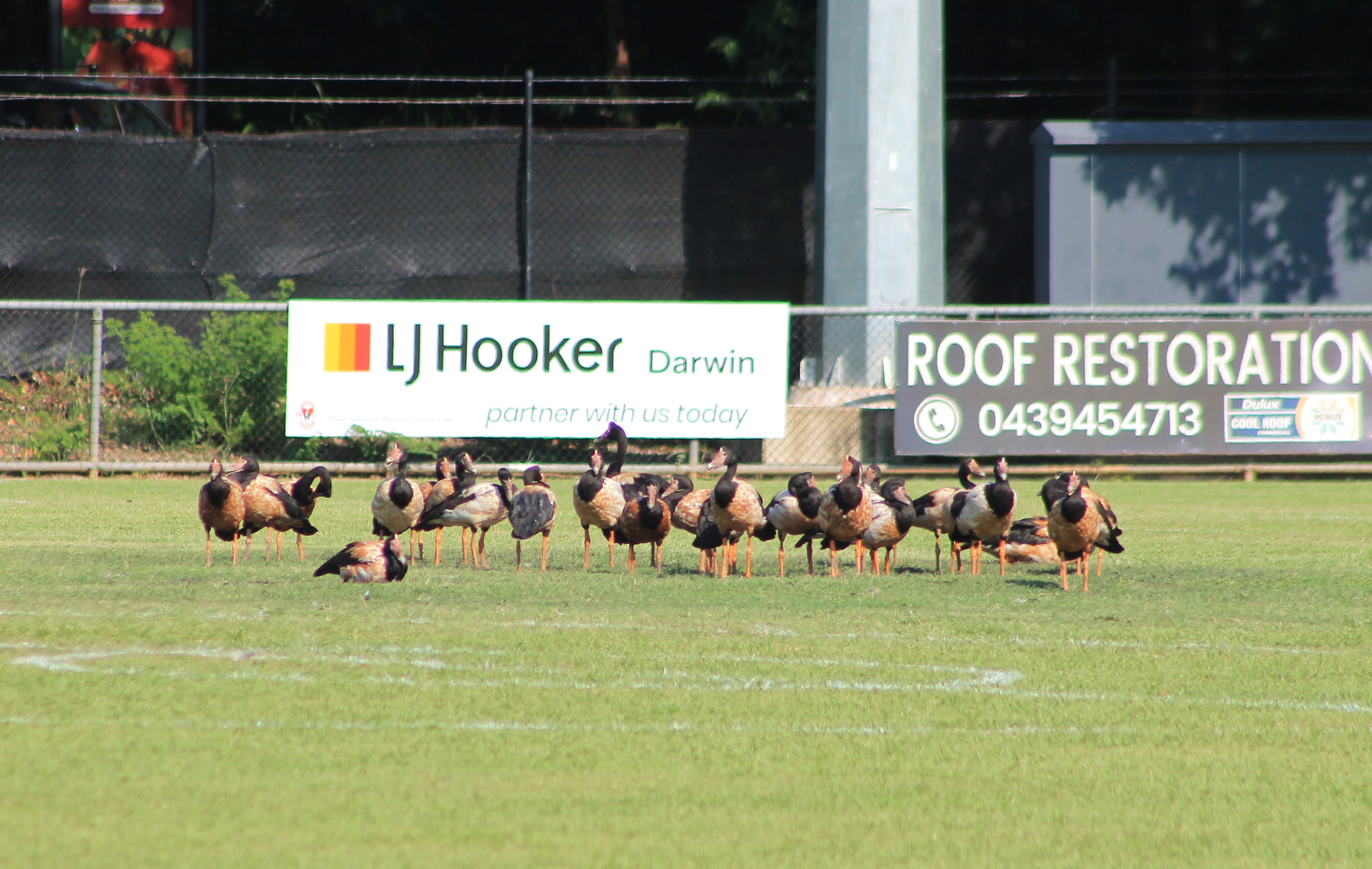 Magpie Geese (Anseranas semipalmata)