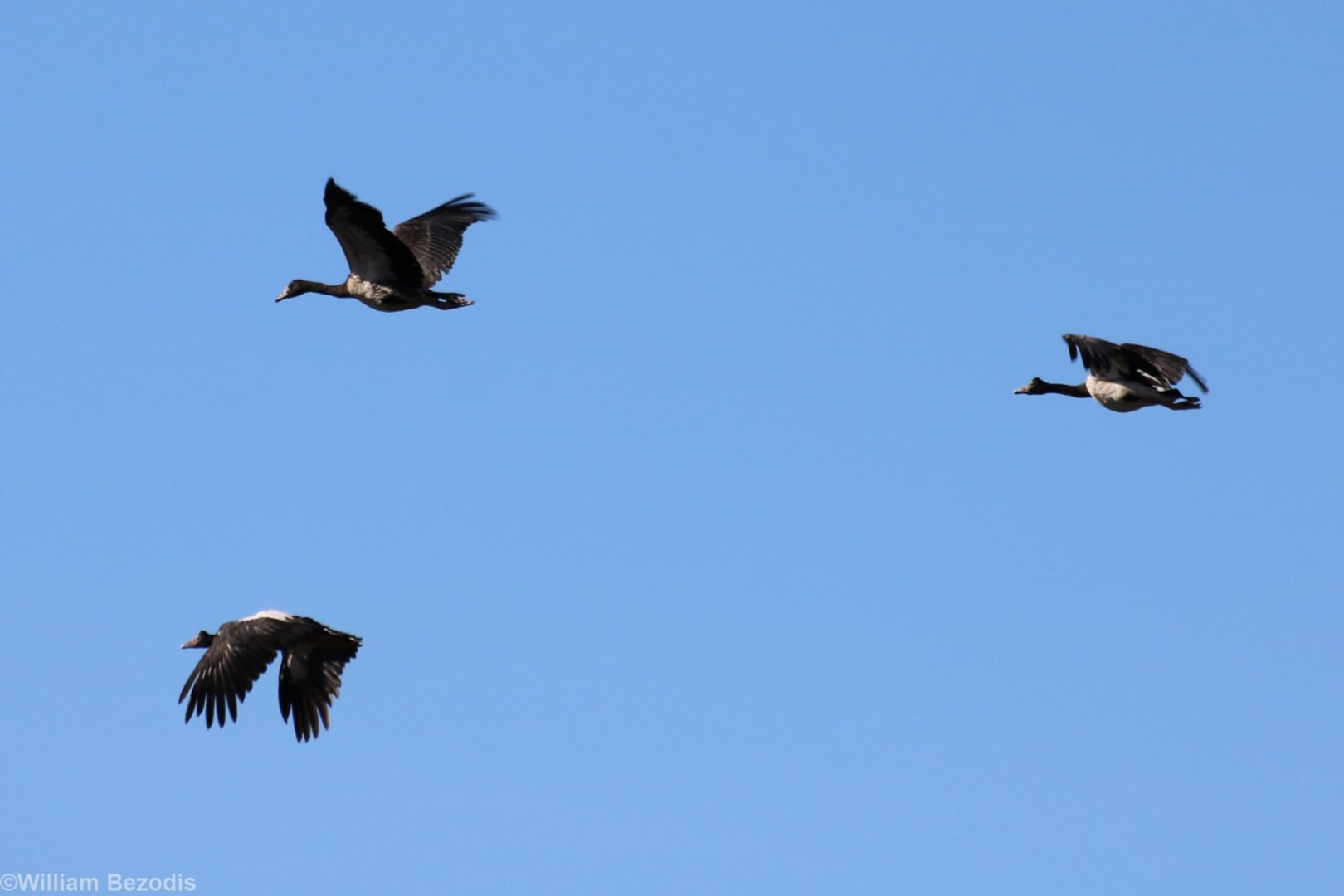 Magpie Geese - Fogg Dam