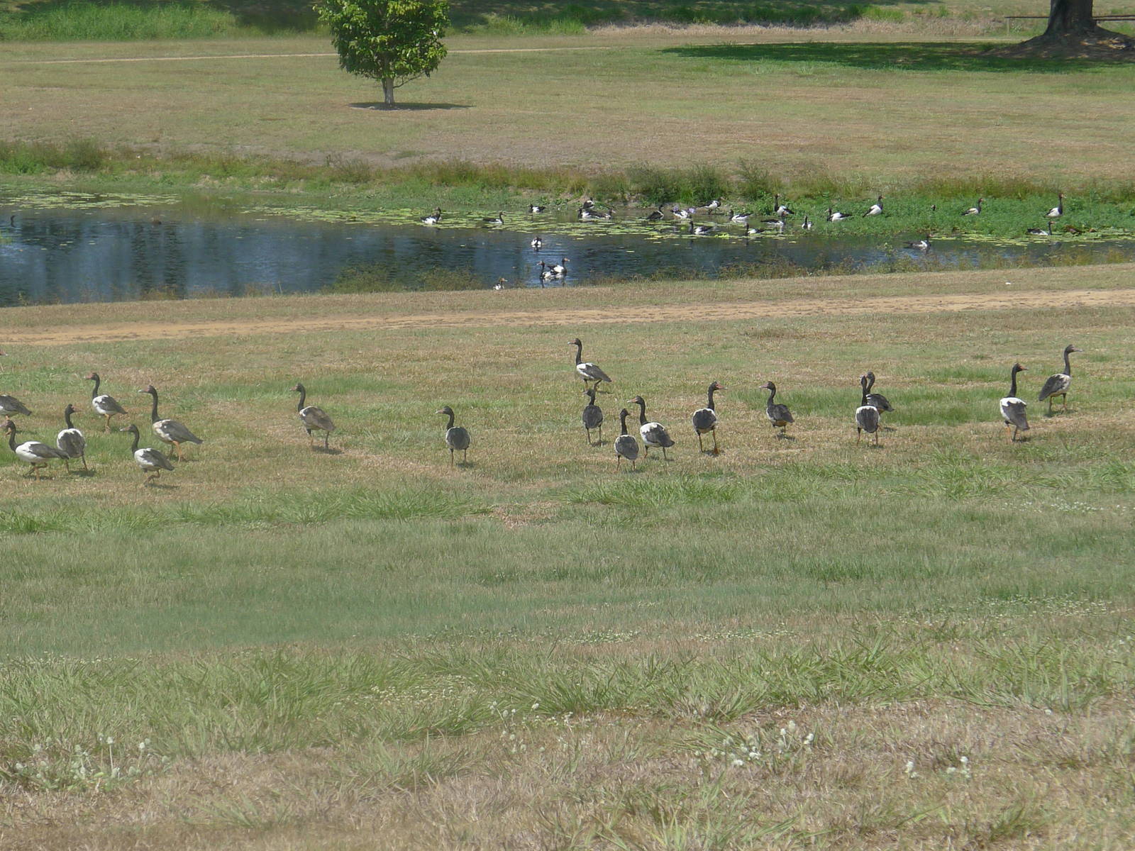 Magpie Geese - Ingham, QLD