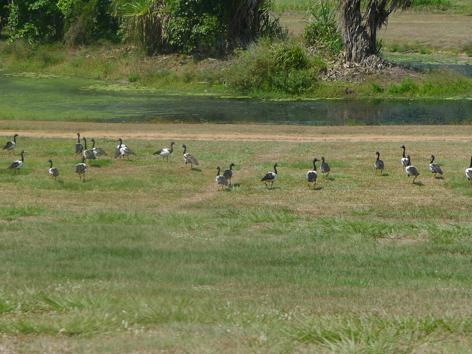 Magpie Geese - Ingham QLD