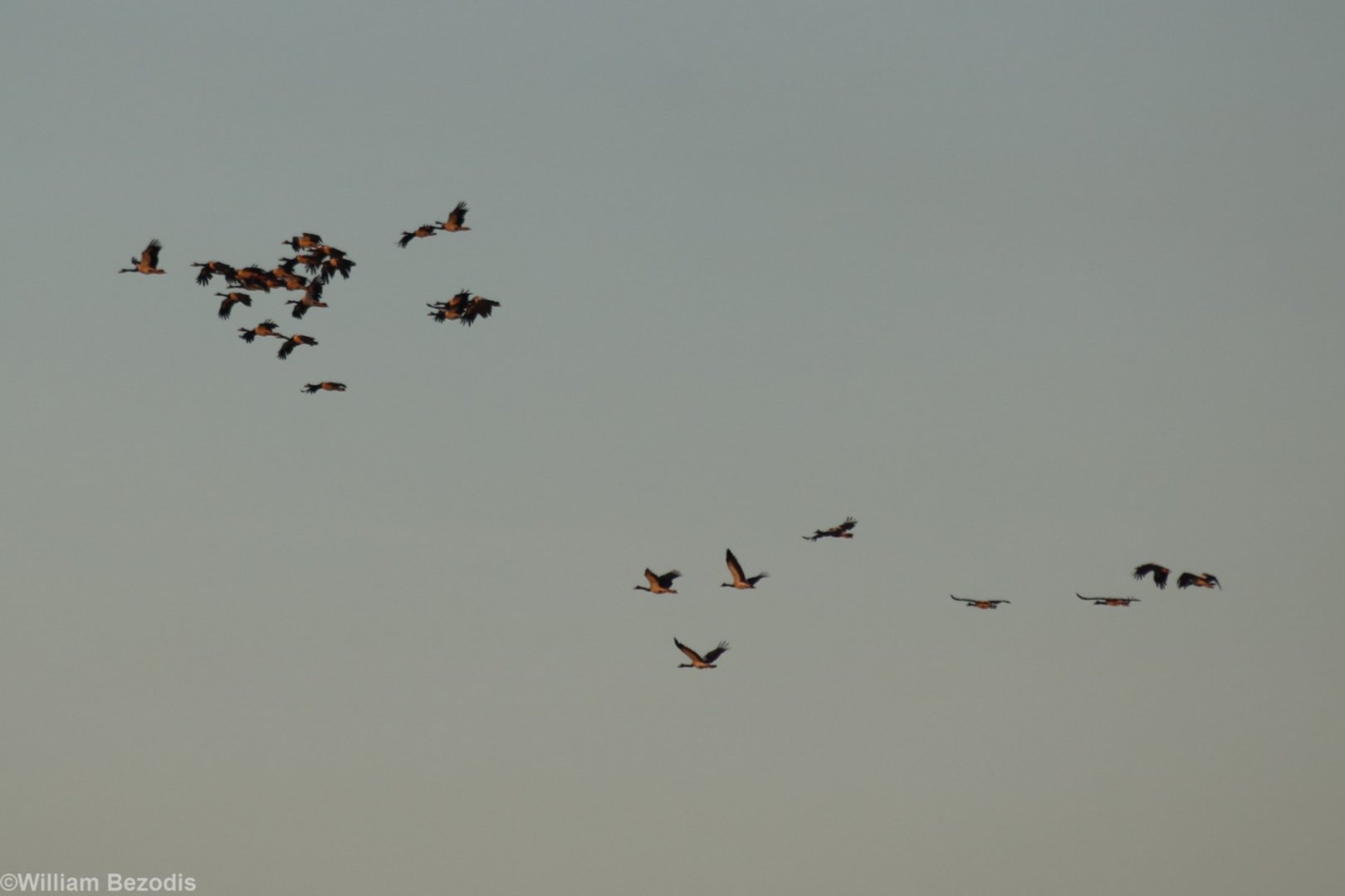Magpie Geese - Kakadu