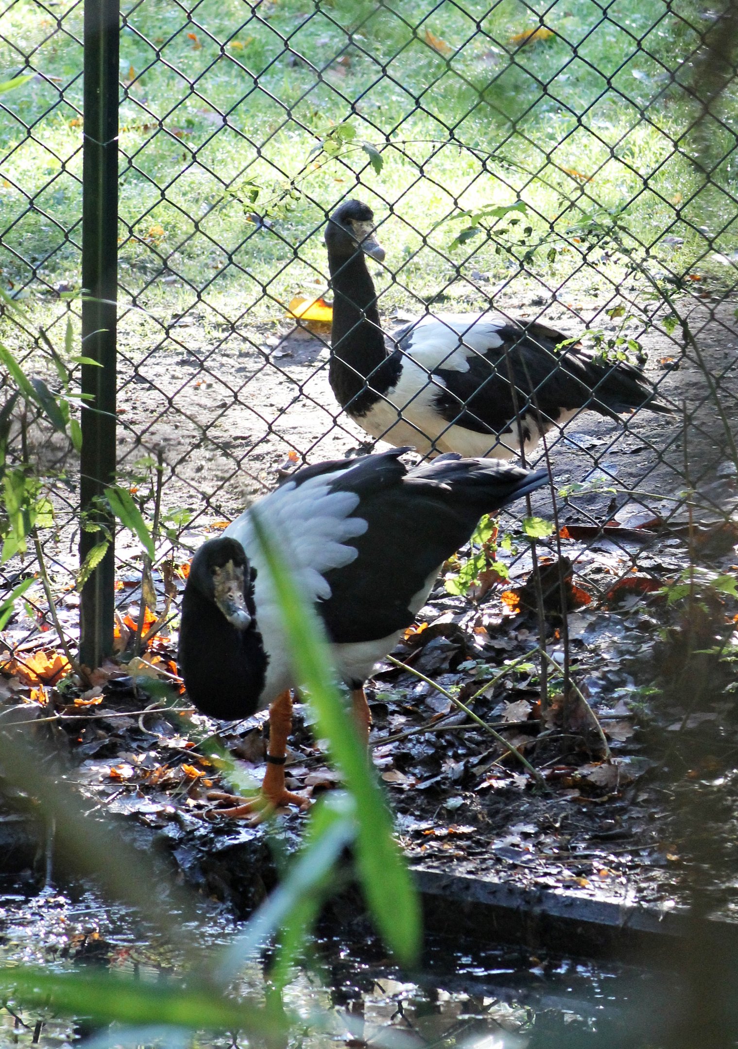 Magpie geese - Tierpark Hagenbeck
