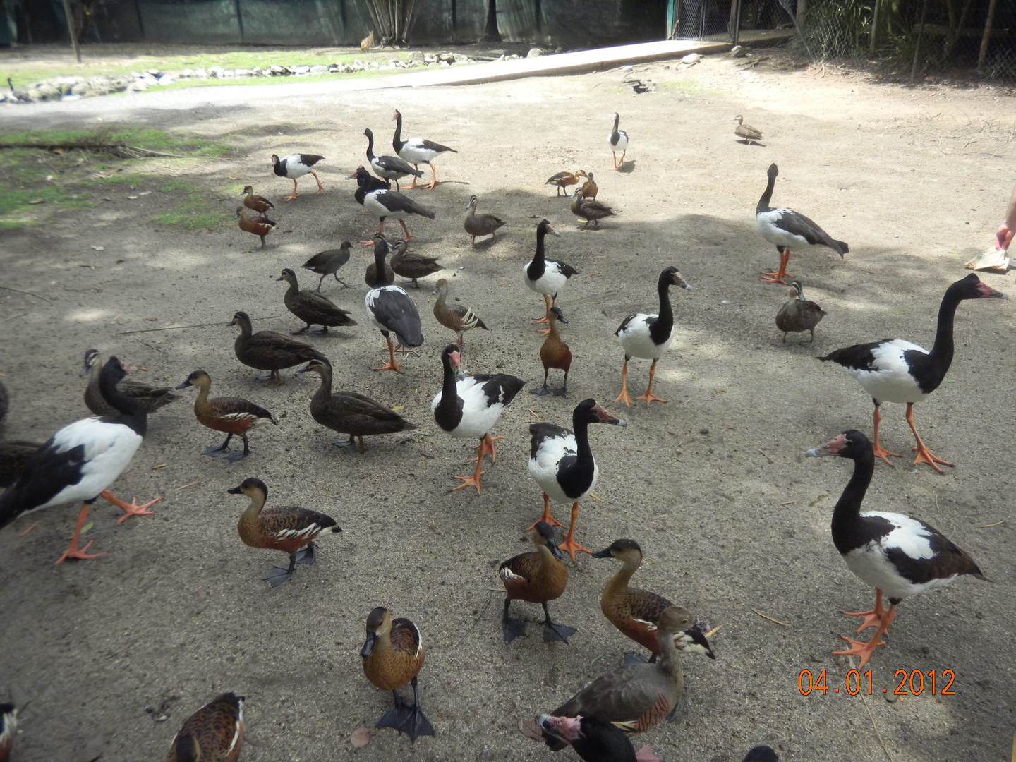 Magpie Geese, Wandering Whistling-Ducks and Pacific Black Ducks - Wildlife Habitat 2012