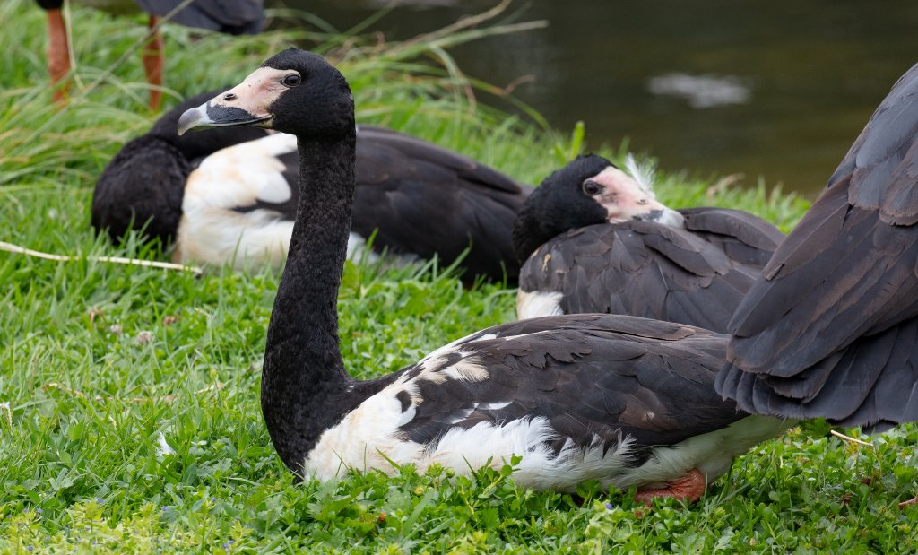 Magpie Geese - wild birds