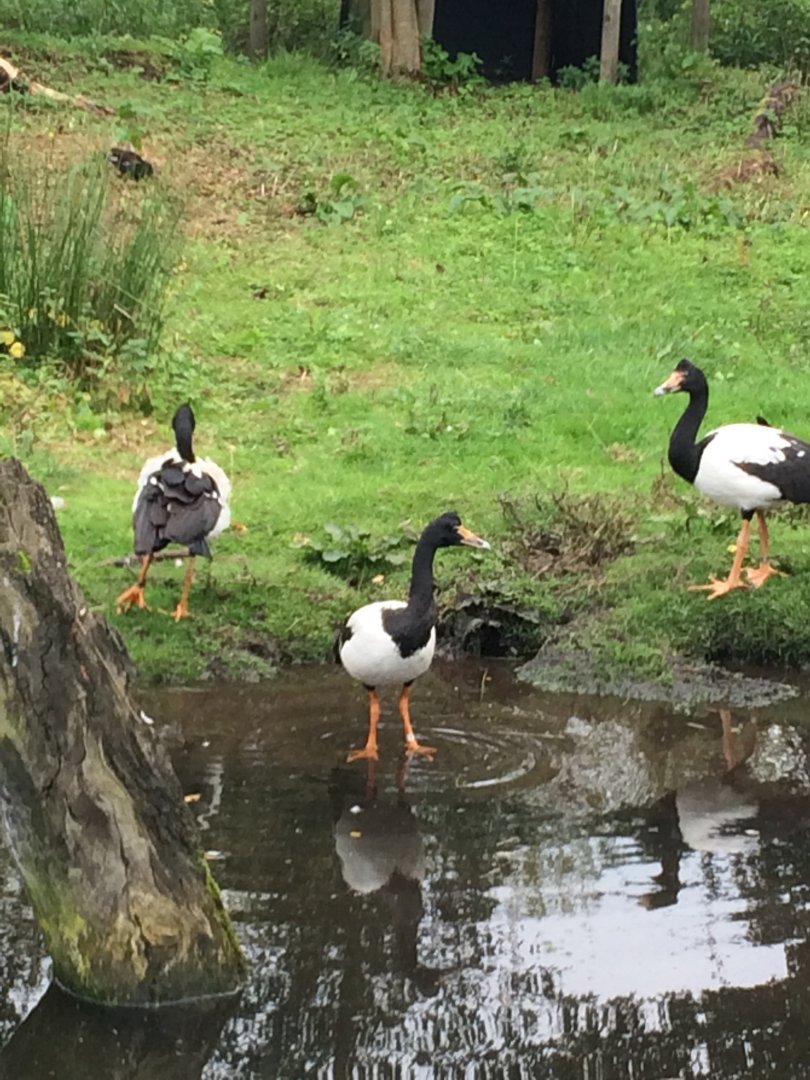 Magpie Geese