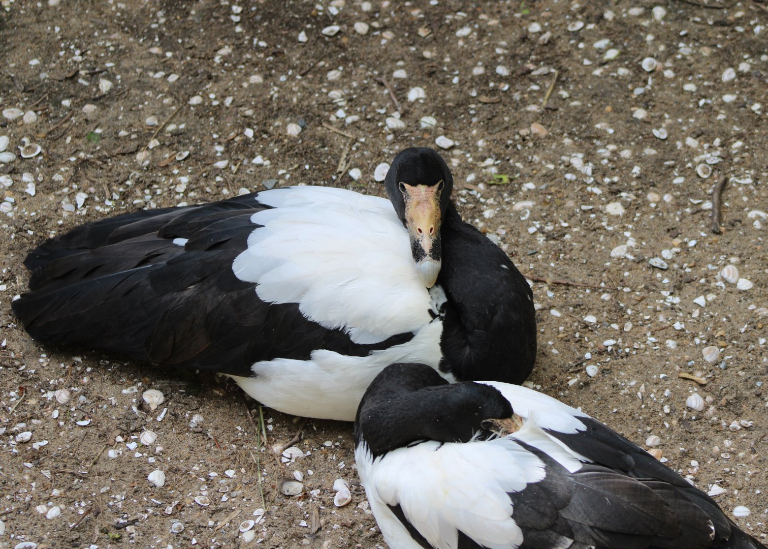 Magpie geese