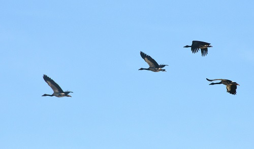 Magpie geese
