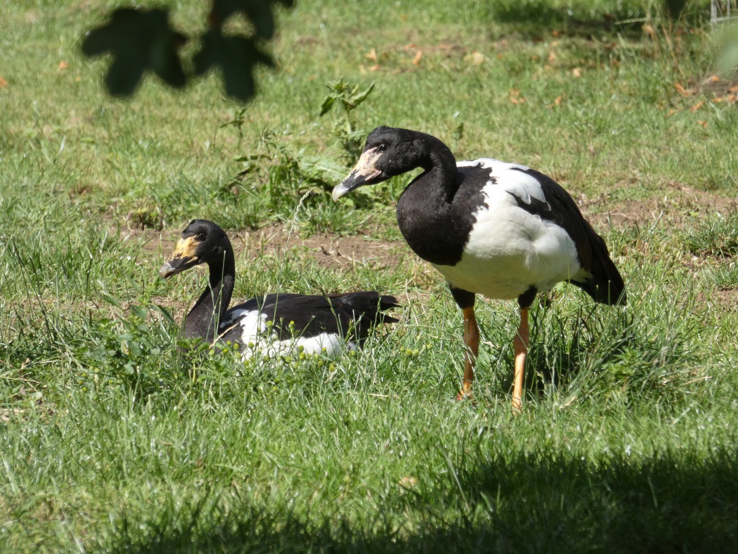 Magpie Geese