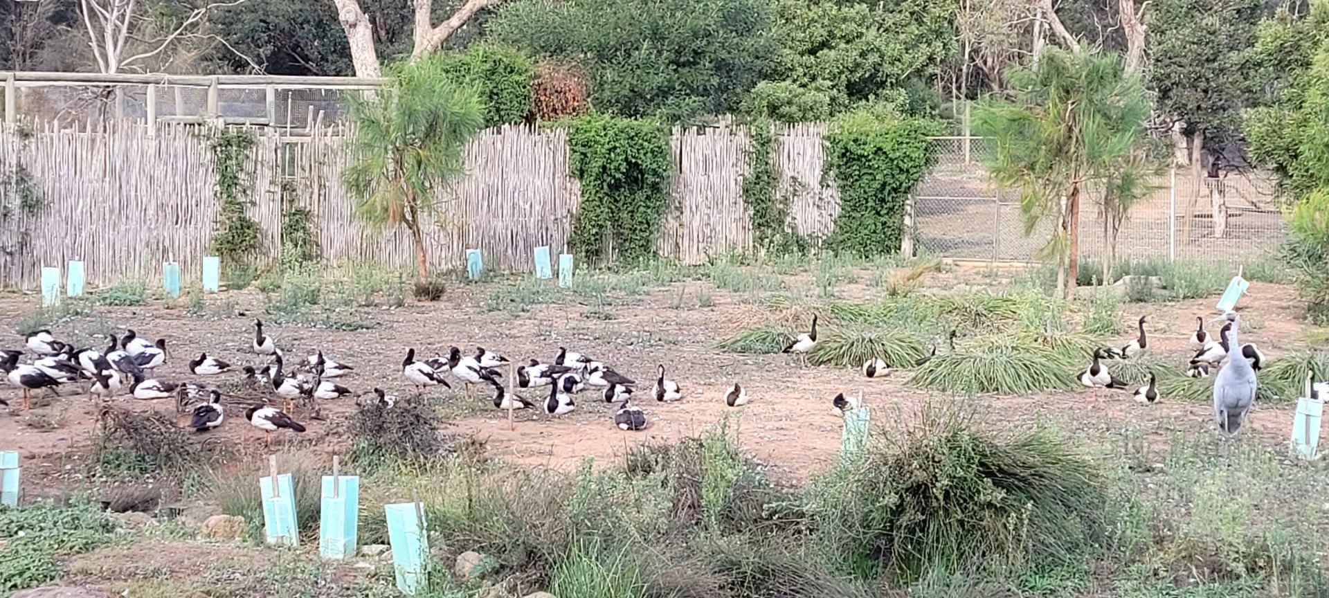 Magpie geese