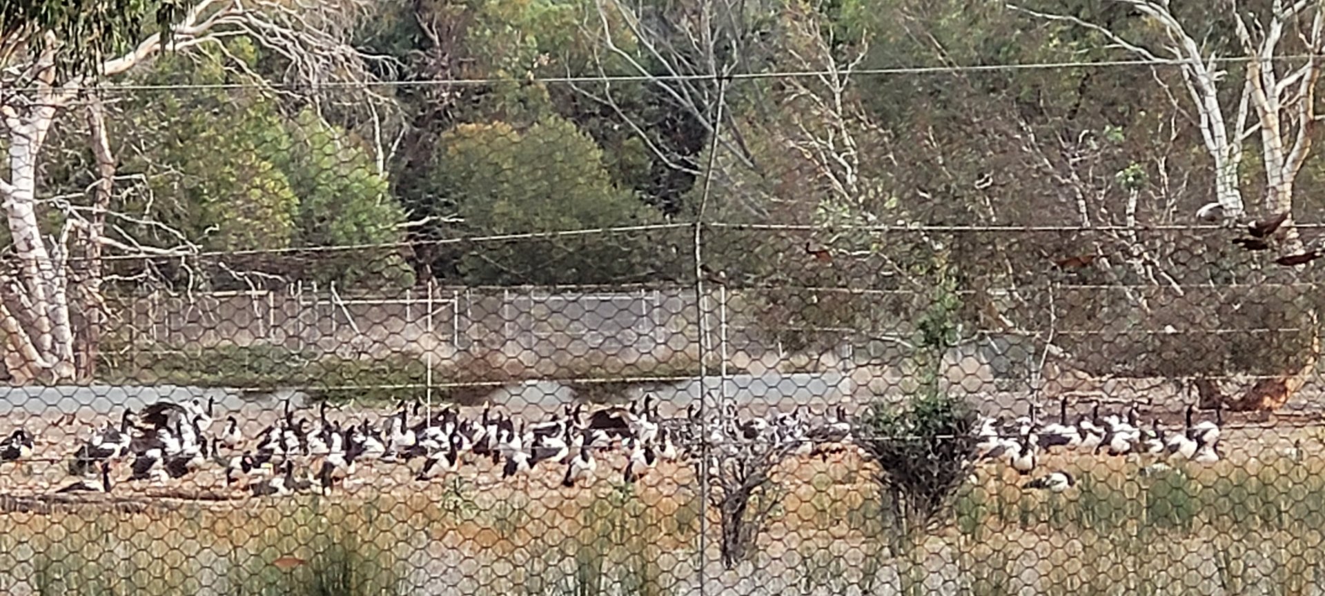 Magpie Geese