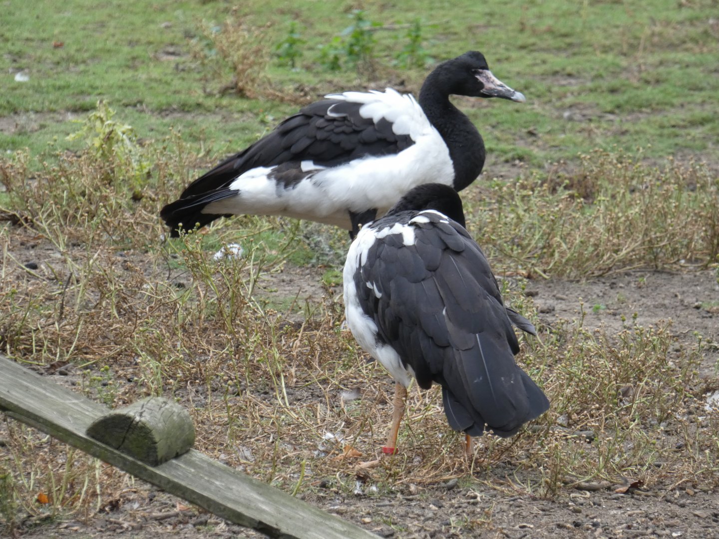 Magpie geese