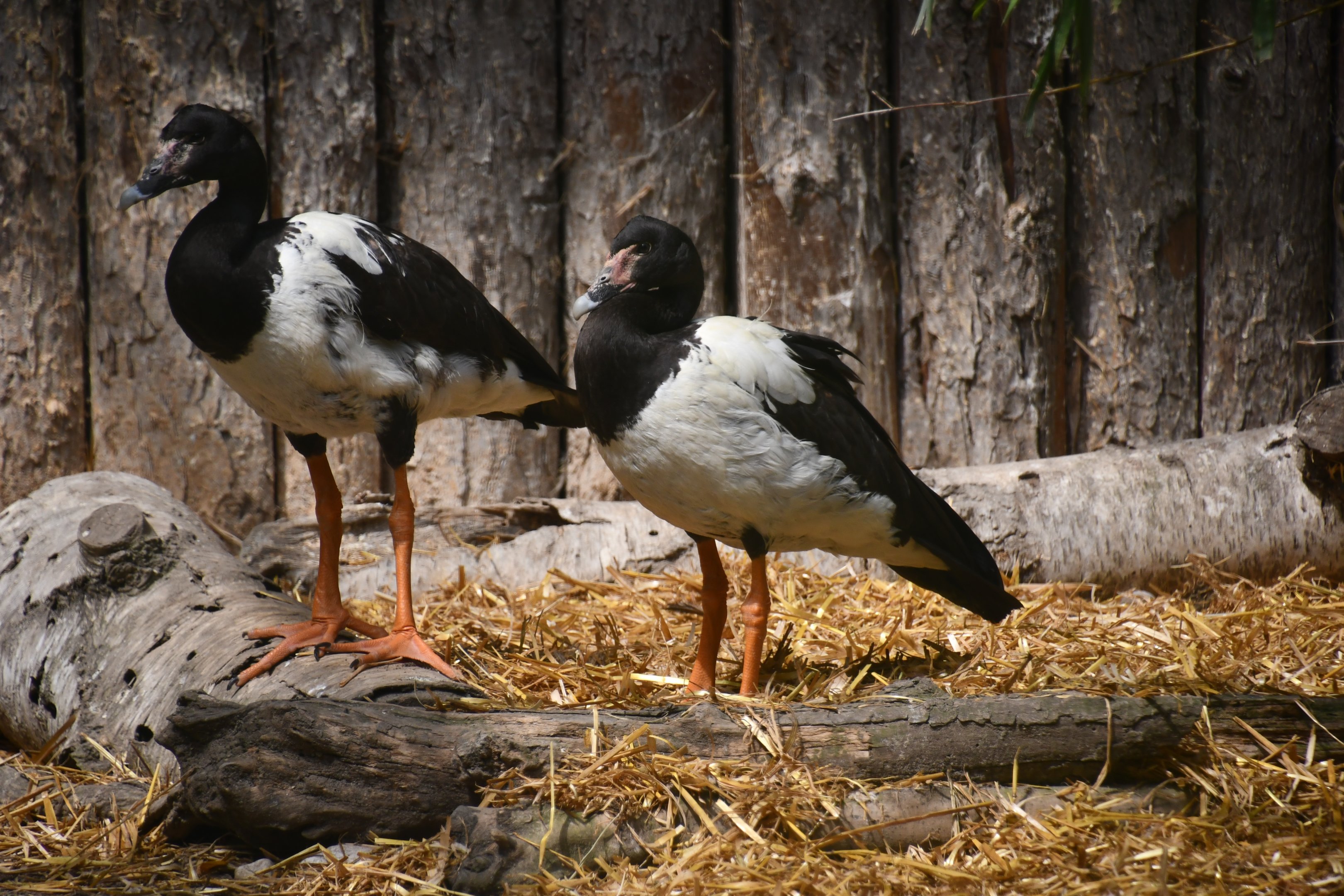 Magpie Geese