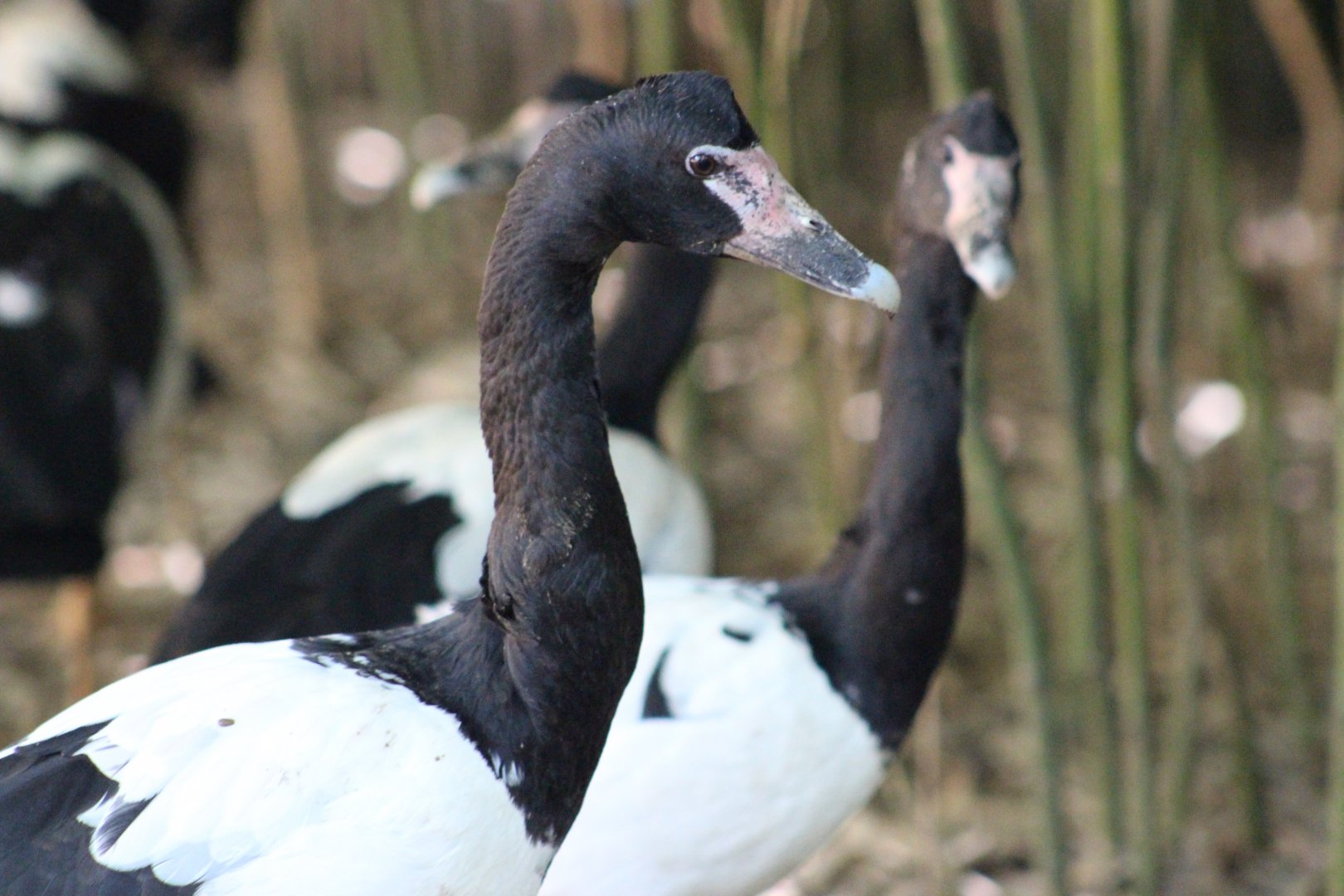 Magpie Geese