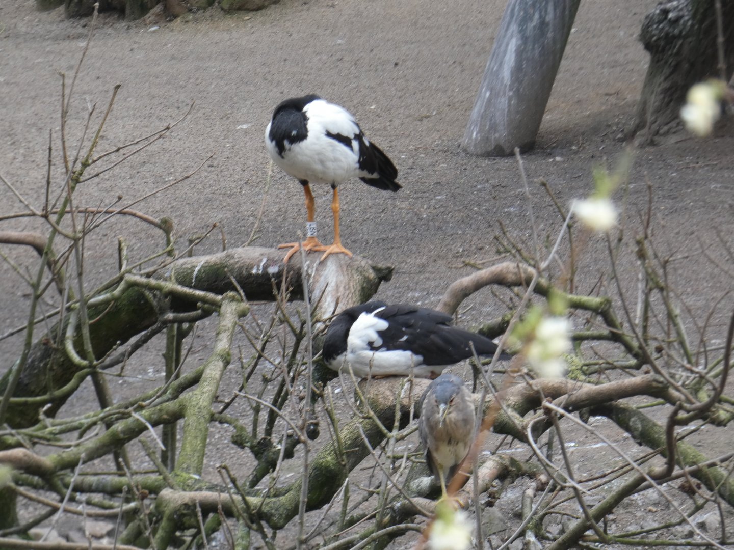 Magpie geese