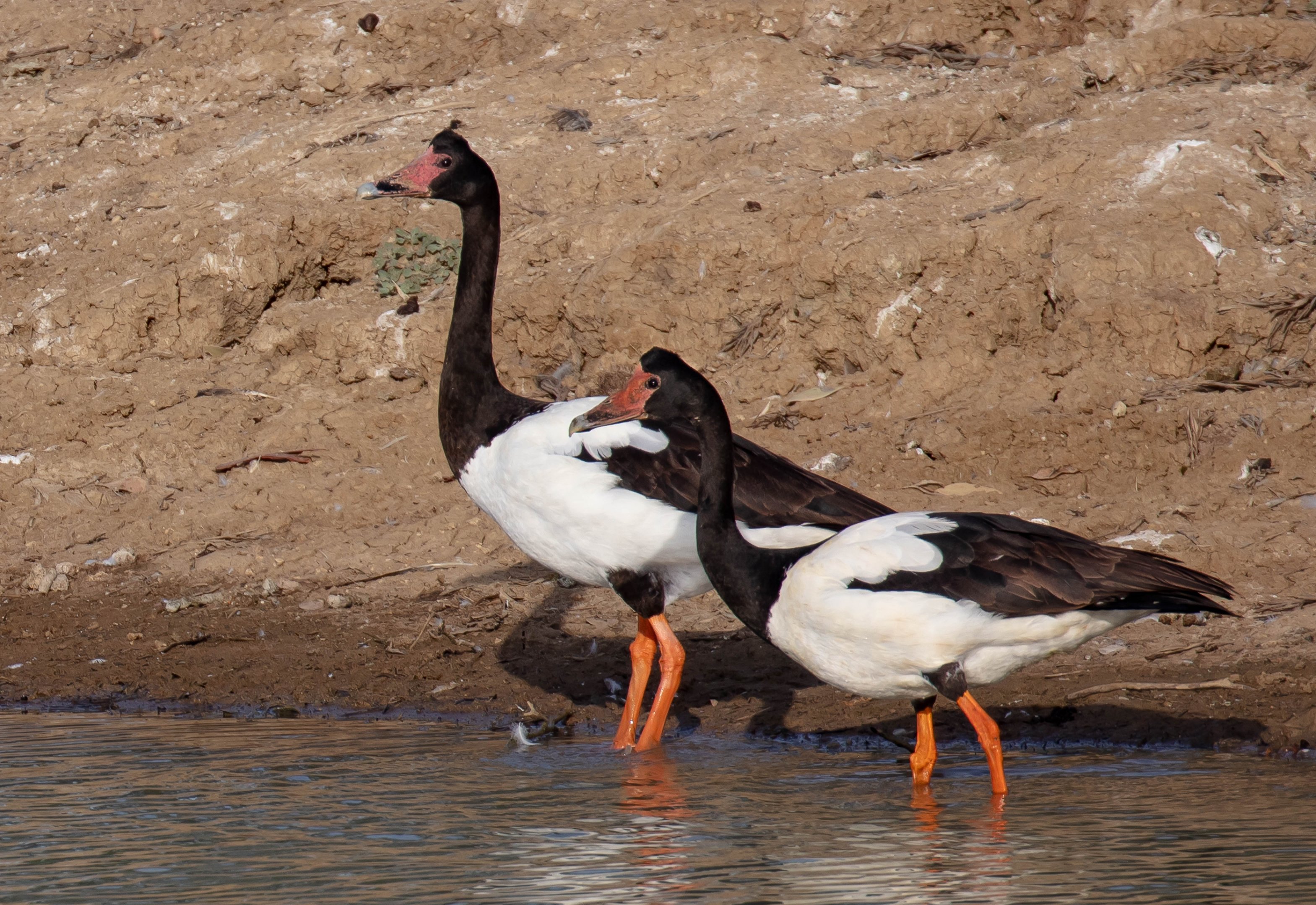 Magpie Geese