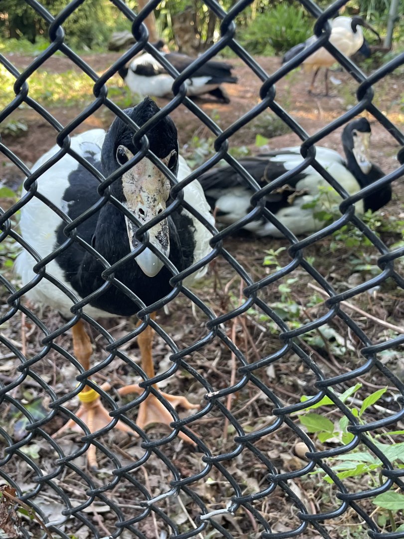 Magpie Geese