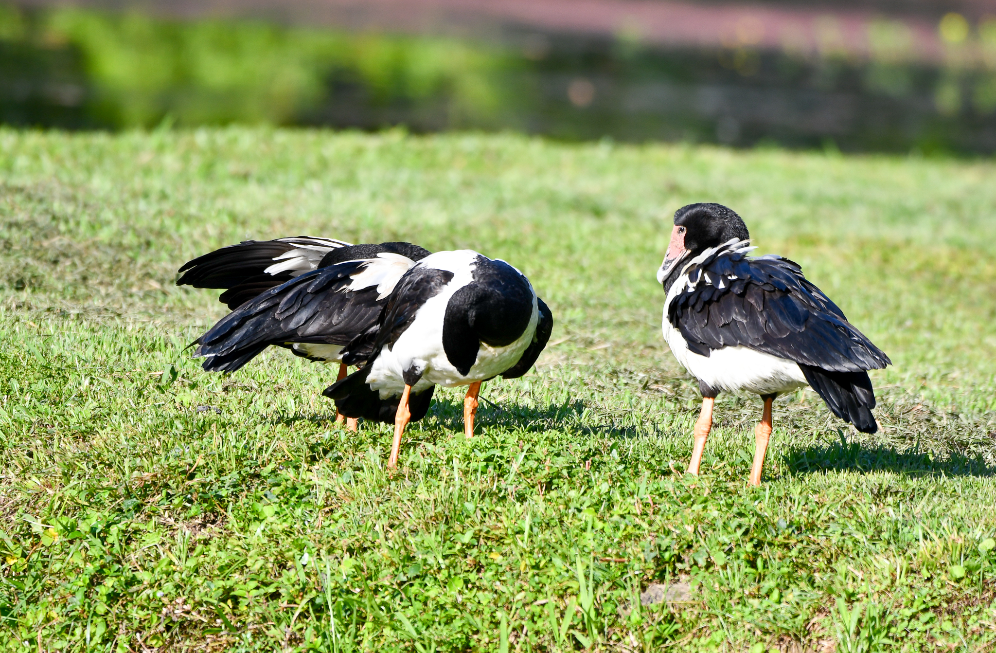 Magpie Geese