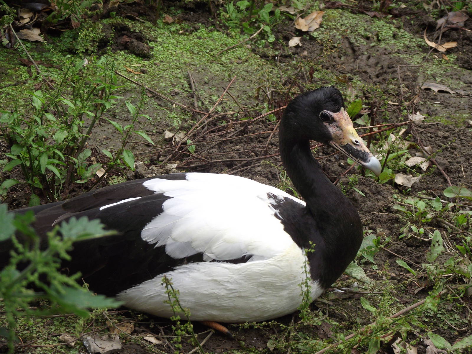 magpie goose 100711