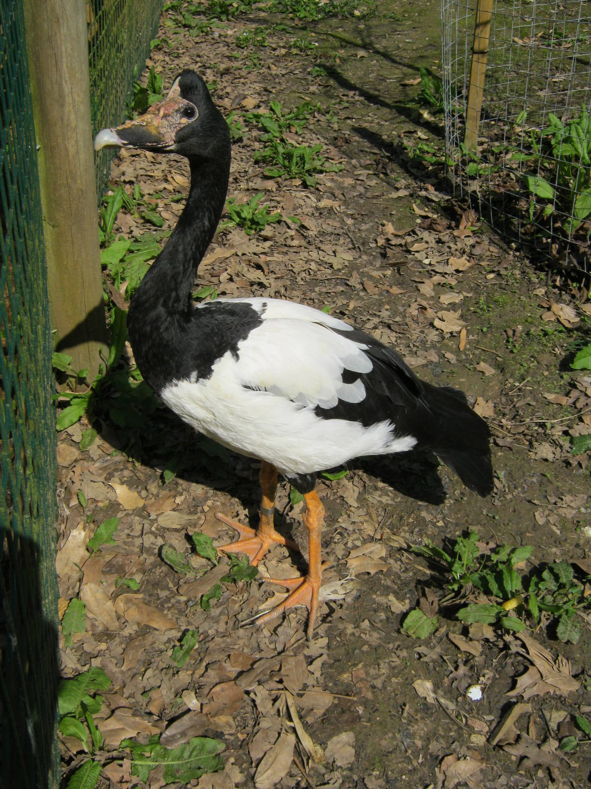 Magpie Goose 2012.