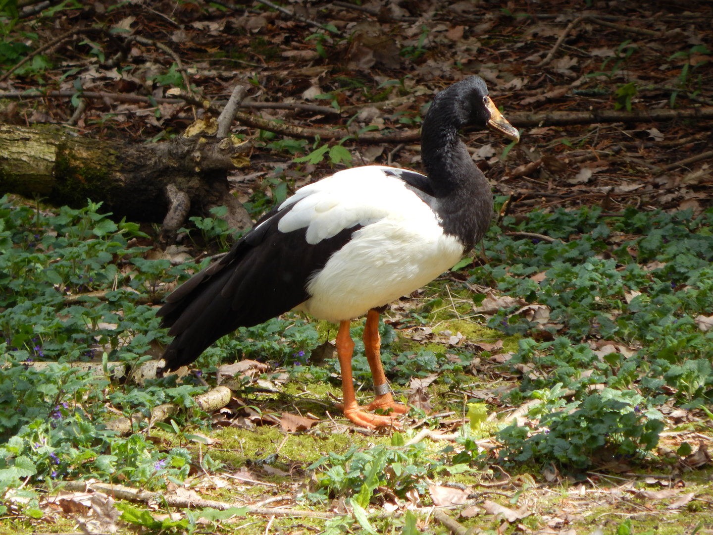 Magpie goose 280423