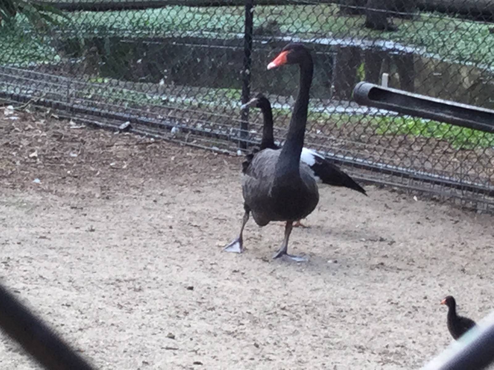 Magpie goose and black swan