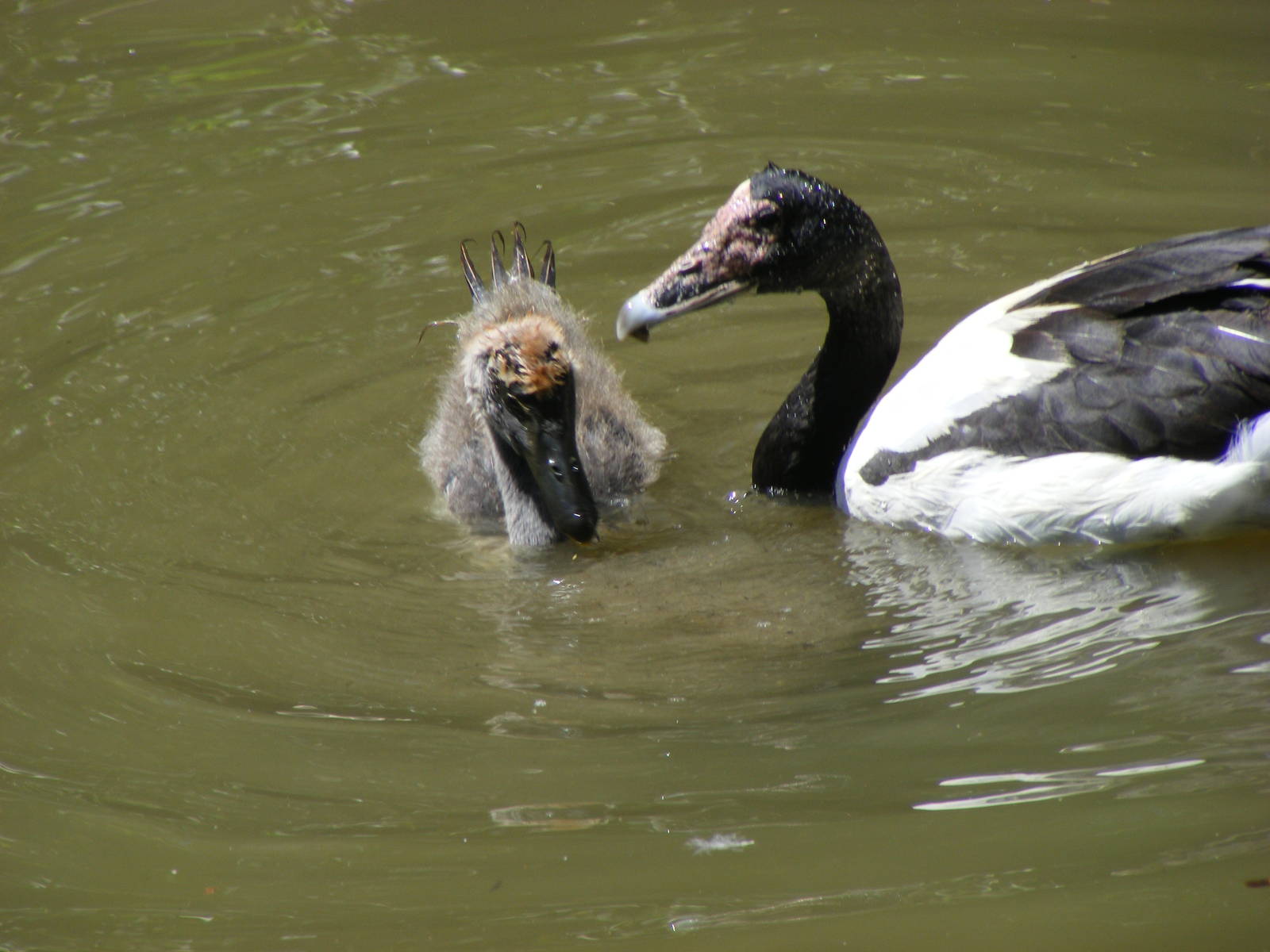 Magpie Goose and Gosling - April, 2009
