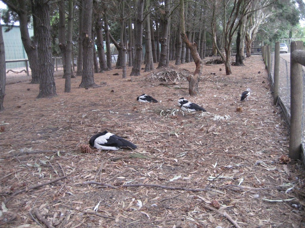 Magpie Goose and Tammar enclosure