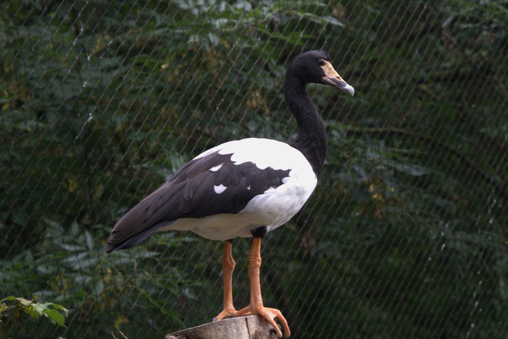 Magpie Goose (Anseranas semipalmata), 12-09-25