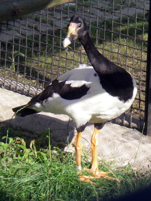Magpie Goose (Anseranas semipalmata)