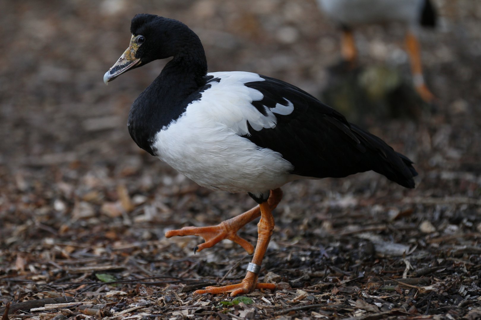 Magpie goose (Anseranas semipalmata)