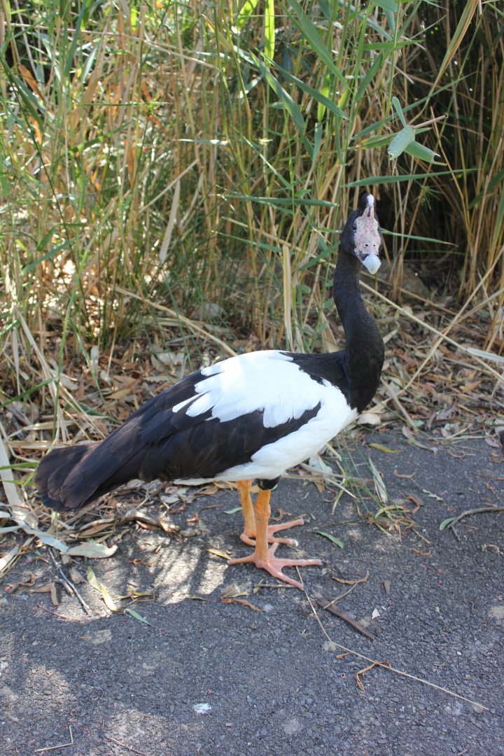 Magpie Goose (Anseranas semipalmata)