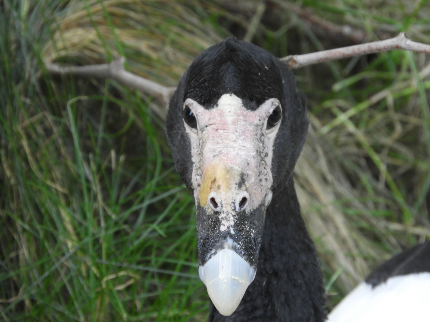 Magpie Goose (Anseranas semipalmata)