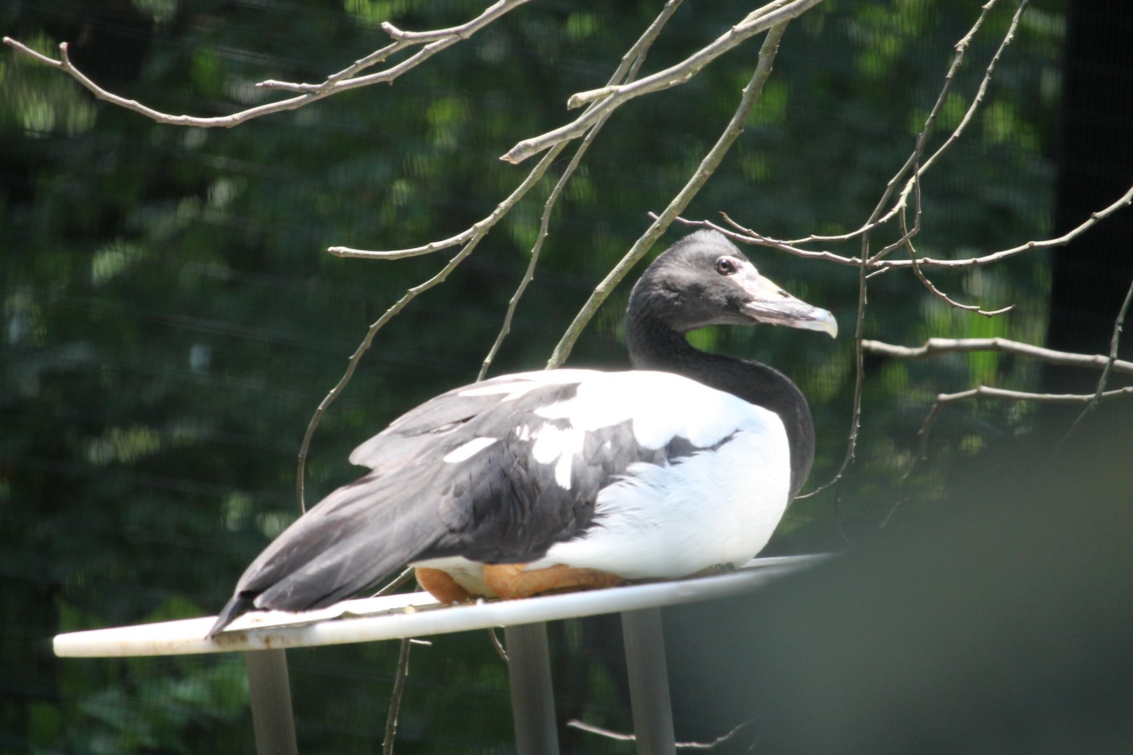 Magpie goose (Anseranas semipalmata)